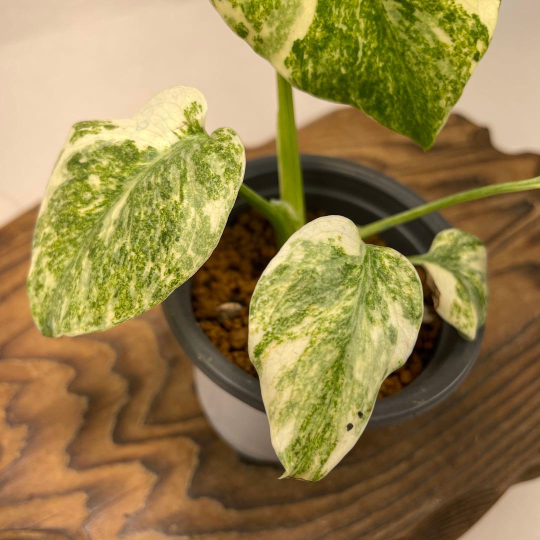 ク*ア様 L040モンステラ　デリシオーサ　レガシー　斑入り