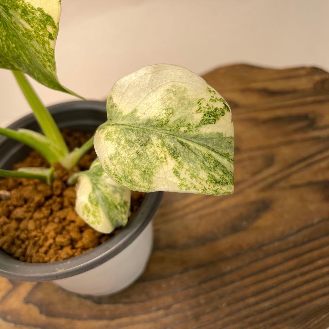 ク*ア様 L040モンステラ　デリシオーサ　レガシー　斑入り