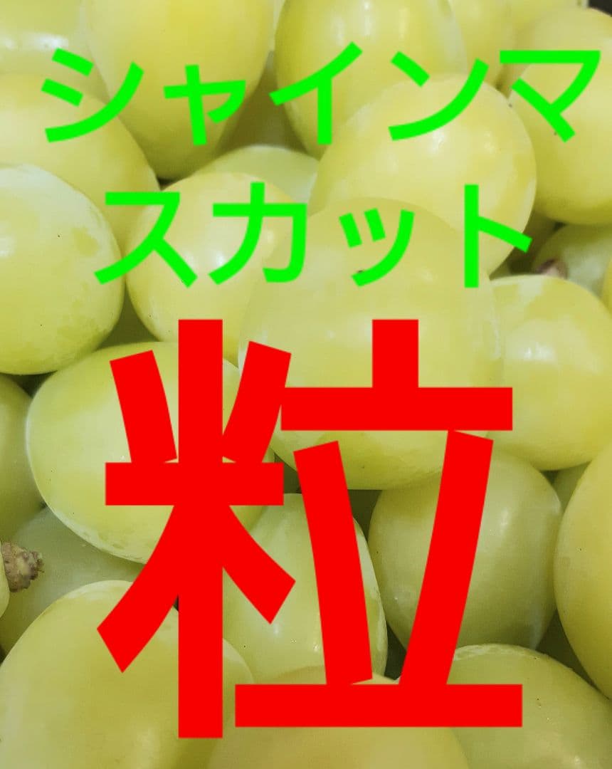 完熟多めのシャインマスカット増量の、徳用5.5キロ入りの粒バック入りになります。