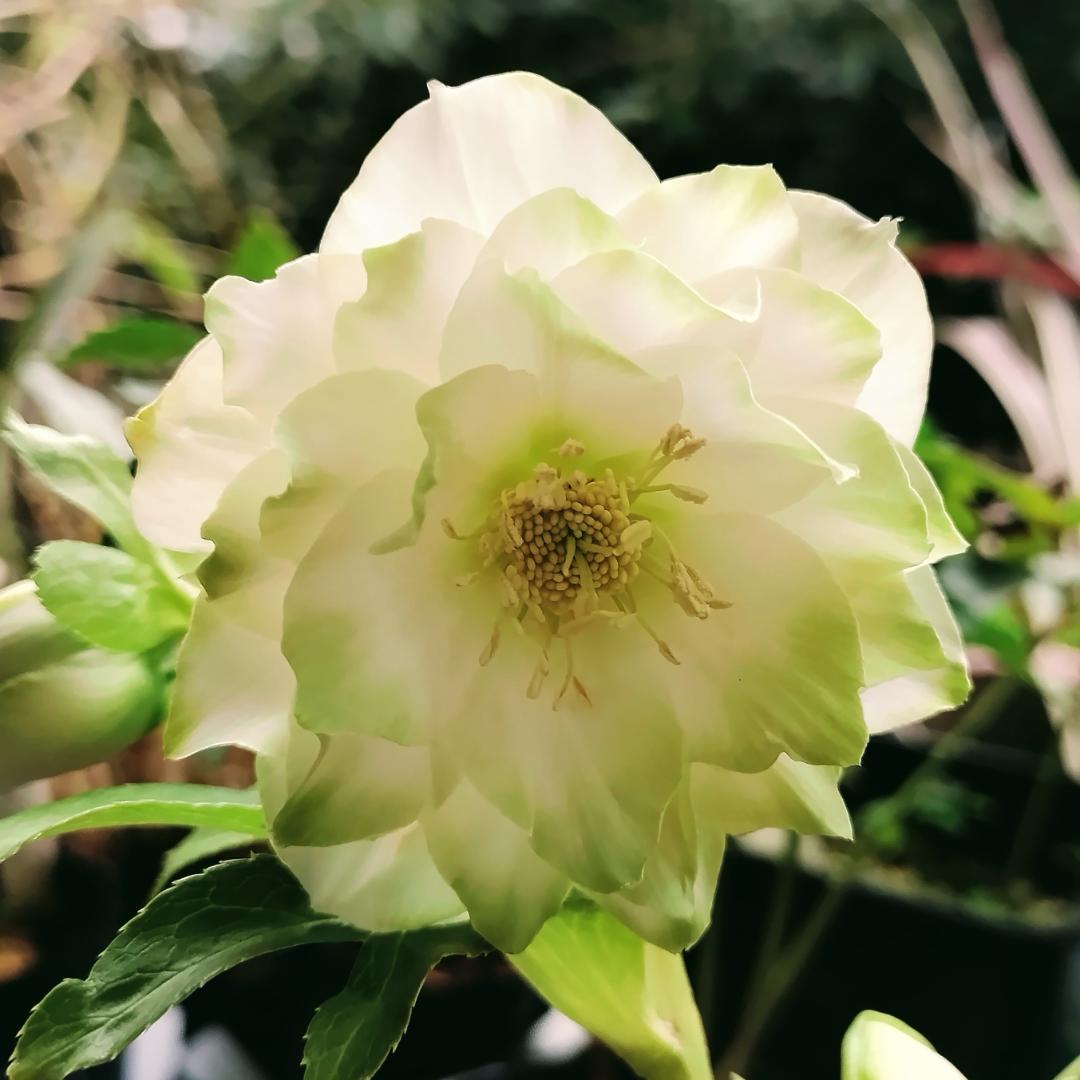 クリスマスローズ苗　ddグリーンリップ　加藤農園4号ポット　ソレイユ系実生苗付