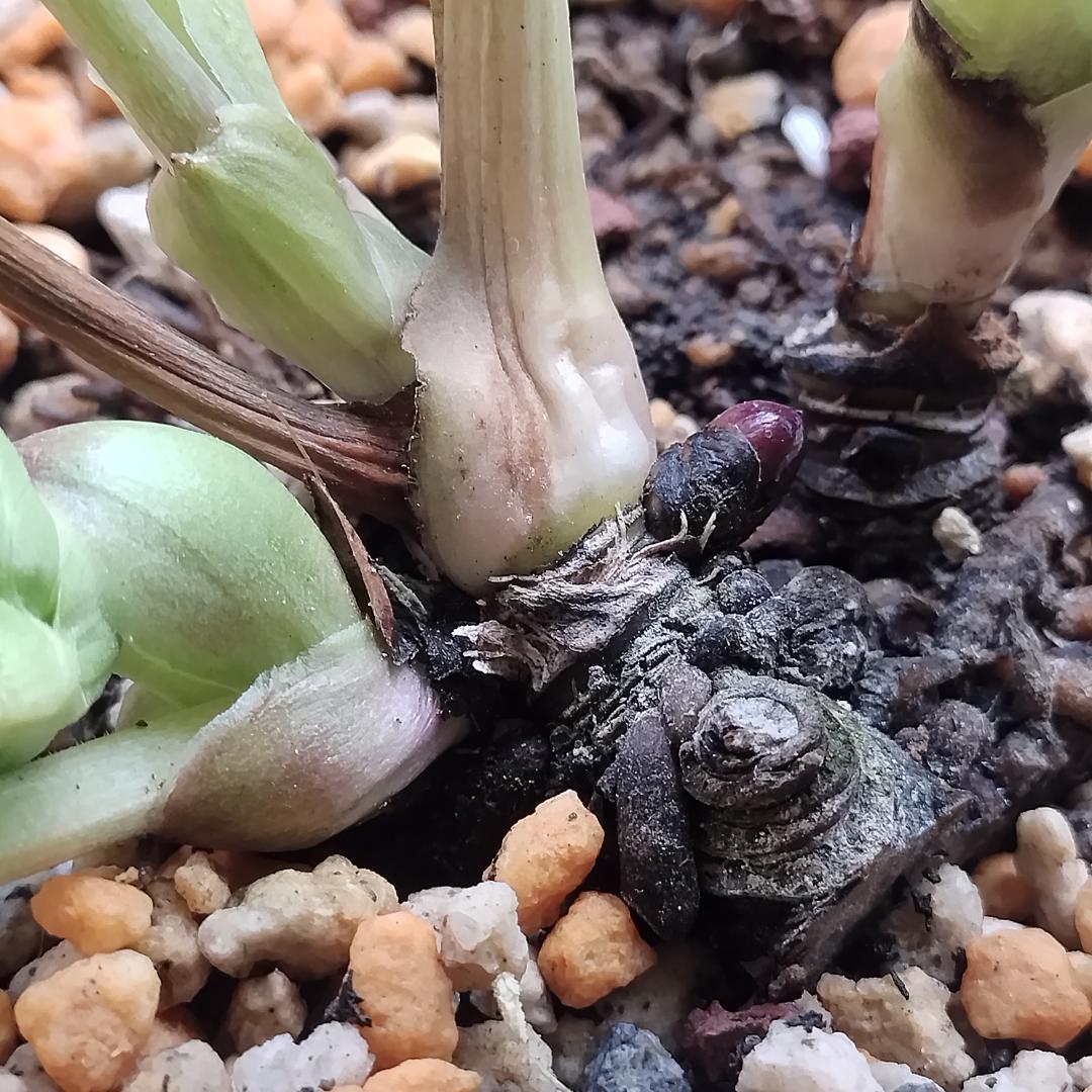 クリスマスローズ苗　ddグリーンリップ　加藤農園4号ポット　ソレイユ系実生苗付