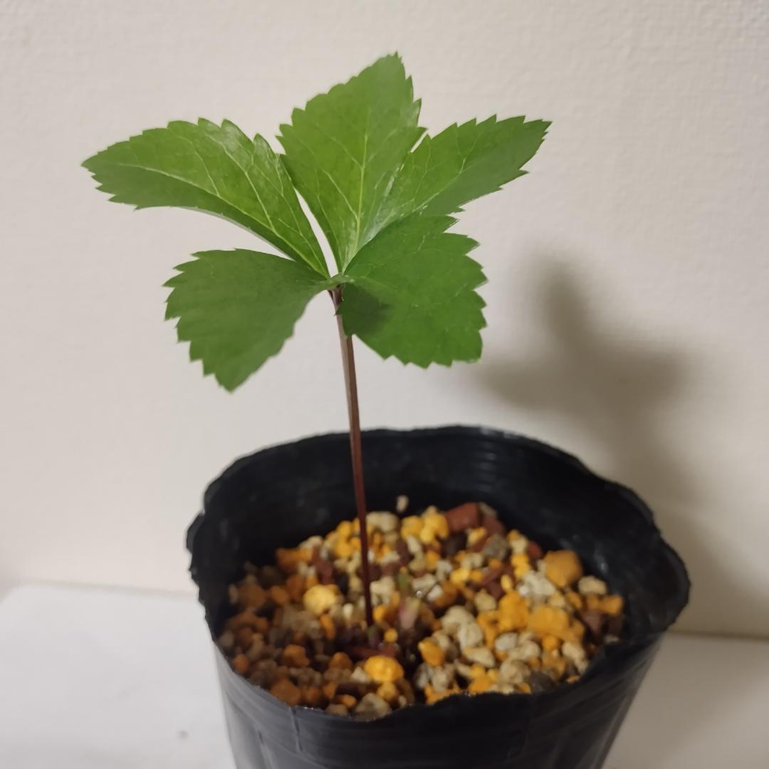 クリスマスローズ苗　ddグリーンリップ　加藤農園4号ポット　ソレイユ系実生苗付