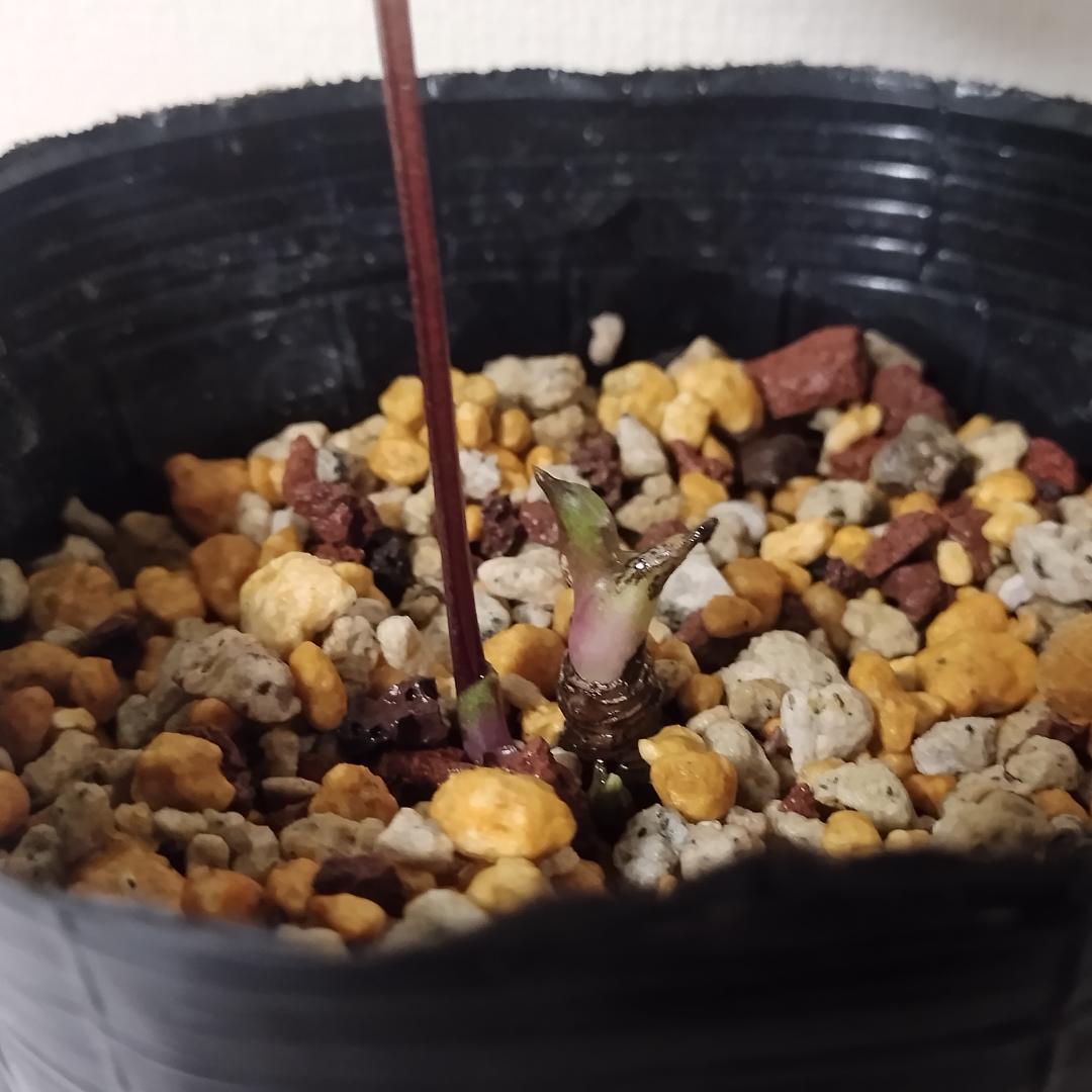 クリスマスローズ苗　ddグリーンリップ　加藤農園4号ポット　ソレイユ系実生苗付