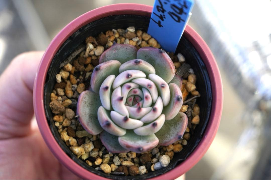 た*こ様 ざわわ × リンゼアナ　札付き　青札　ポットのまま