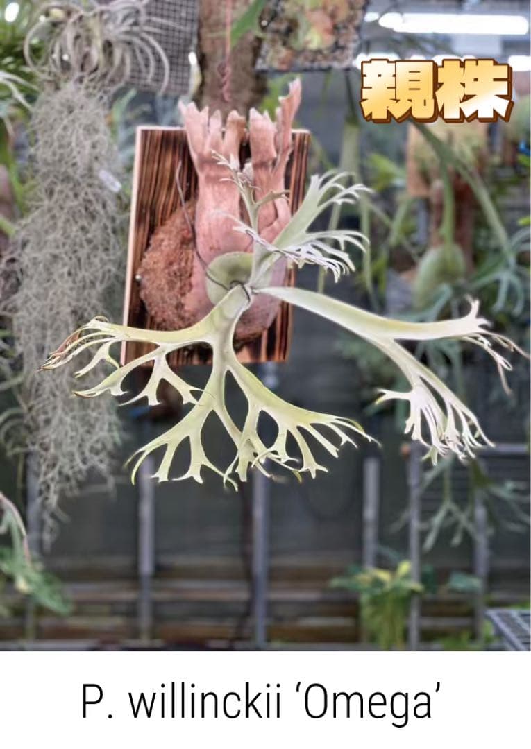 ビカクシダP.Willinckii Omega,P.Emma mix spore