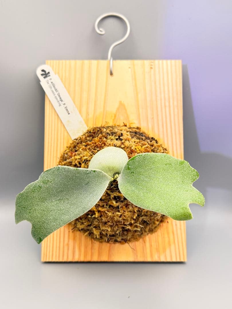 ビカクシダP.Willinckii Omega,P.Emma mix spore