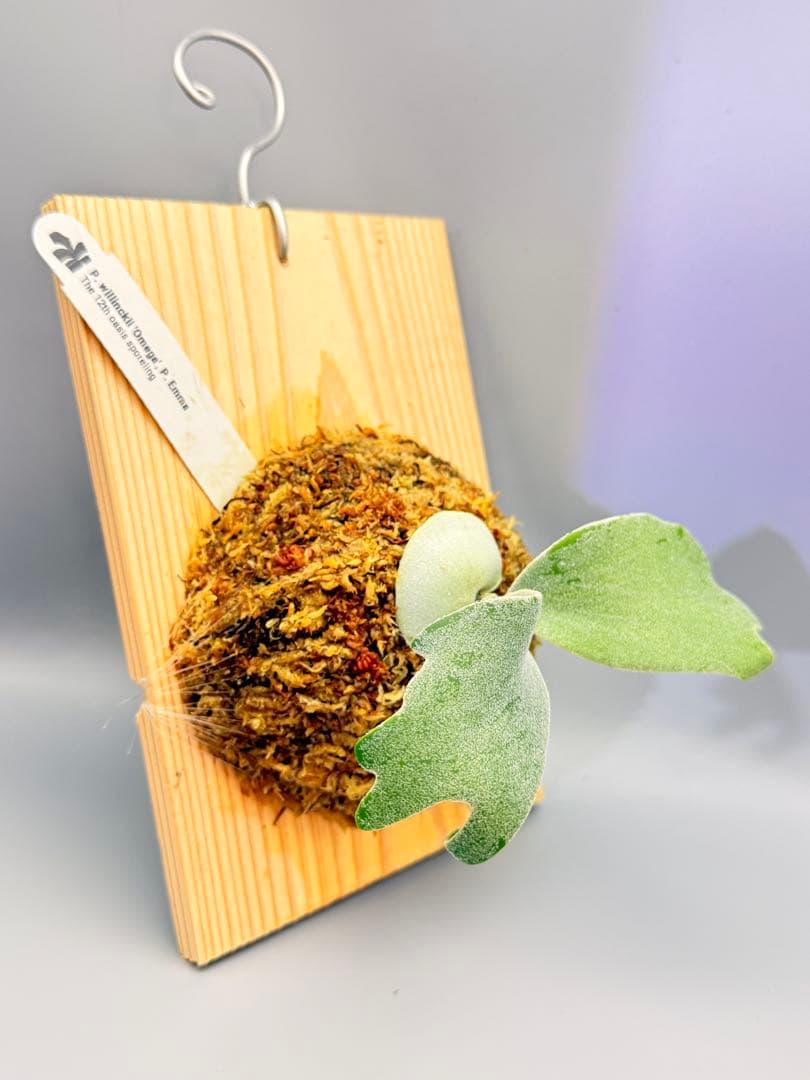 ビカクシダP.Willinckii Omega,P.Emma mix spore