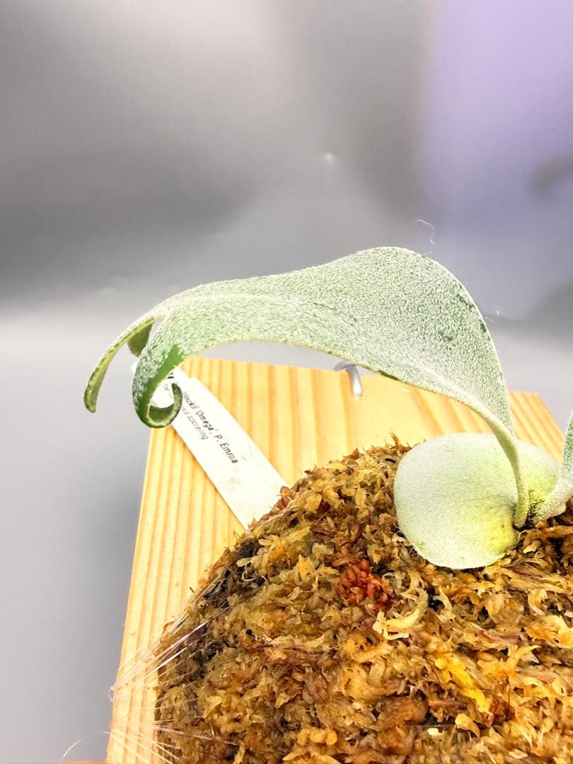 ビカクシダP.Willinckii Omega,P.Emma mix spore