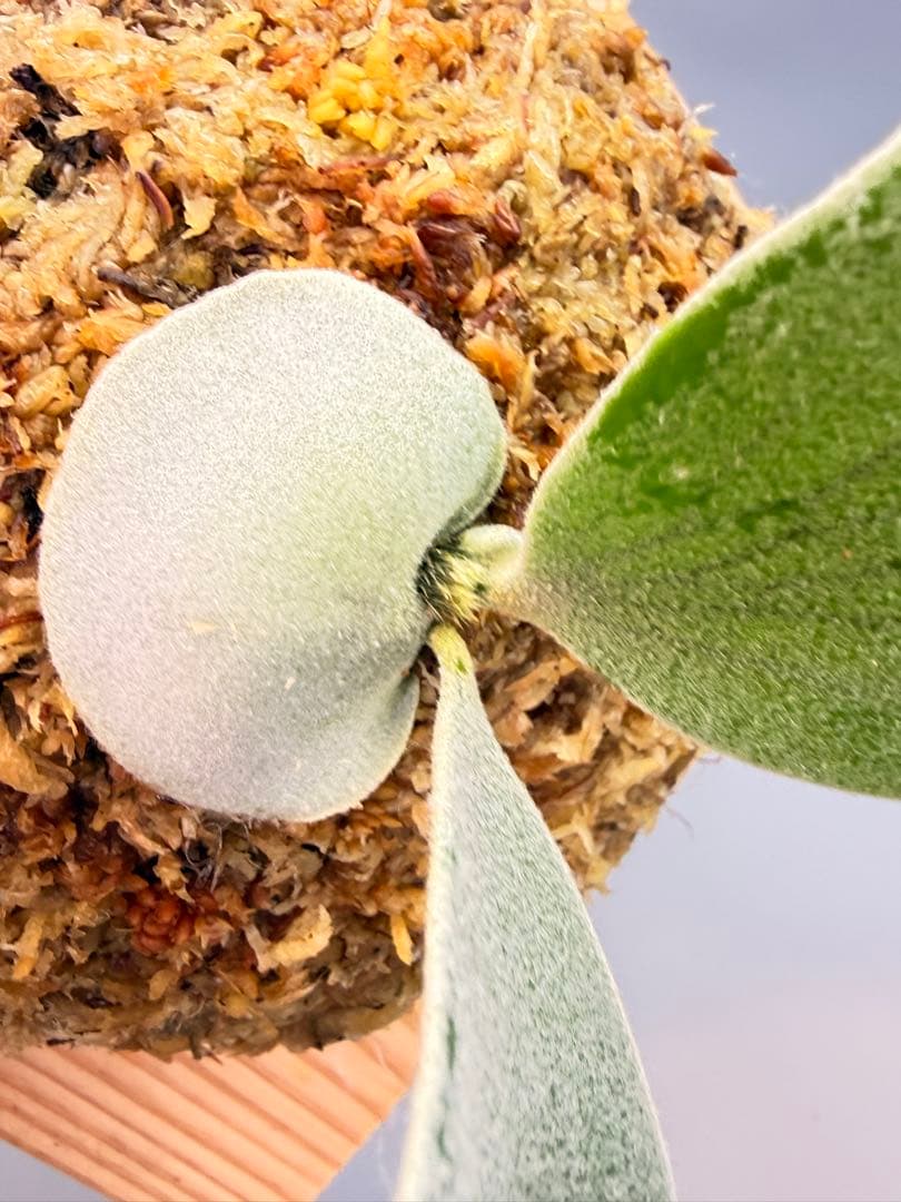 ビカクシダP.Willinckii Omega,P.Emma mix spore