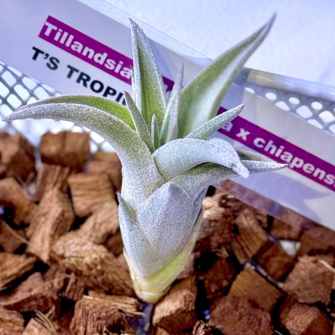ケ*ン様 T. ehlersiana x chiapensis