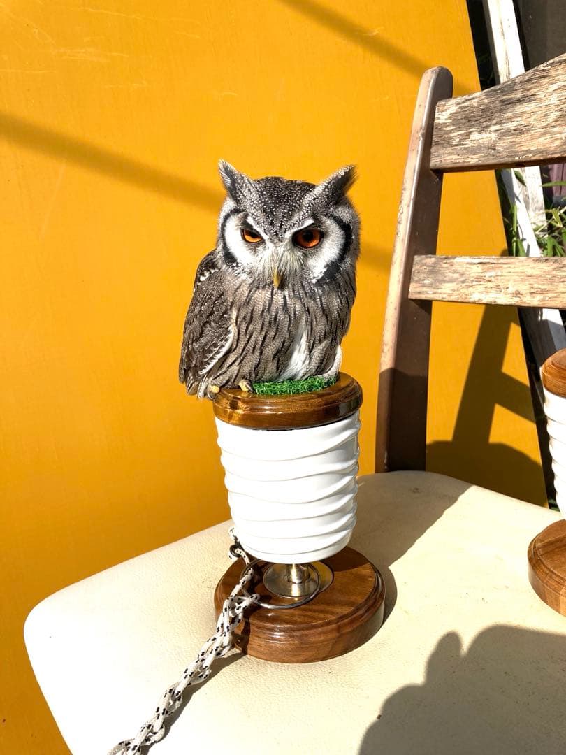 極　小型猛禽パーチ、ファルコンブロックＢ