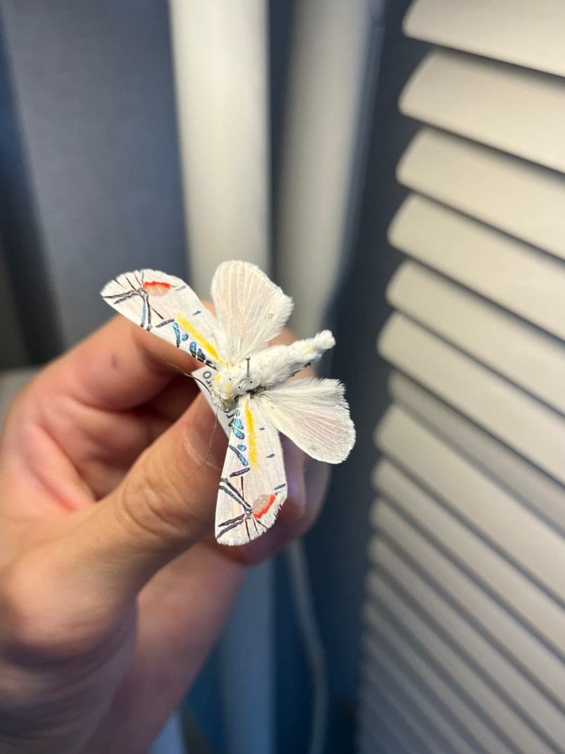 【LAST個体】ピカソモスタナバタユタカヤガ蛾ルナモスミズアオモルフォチョウアゲ