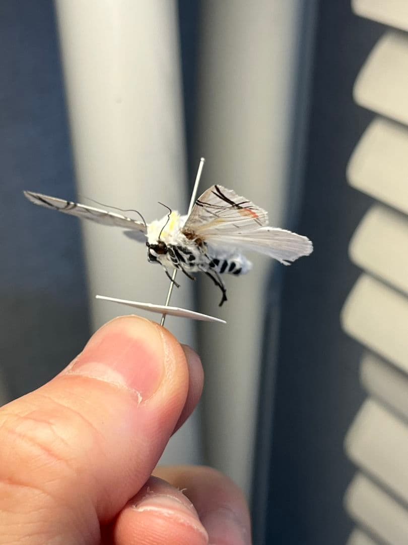 【LAST個体】ピカソモスタナバタユタカヤガ蛾ルナモスミズアオモルフォチョウアゲ