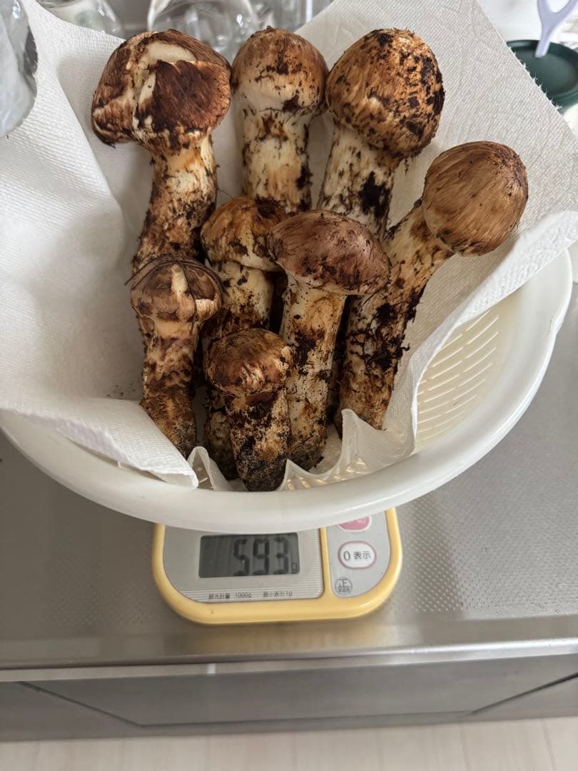 国産松茸信州長野伊那市593 ㌘10月24日10時取れたて