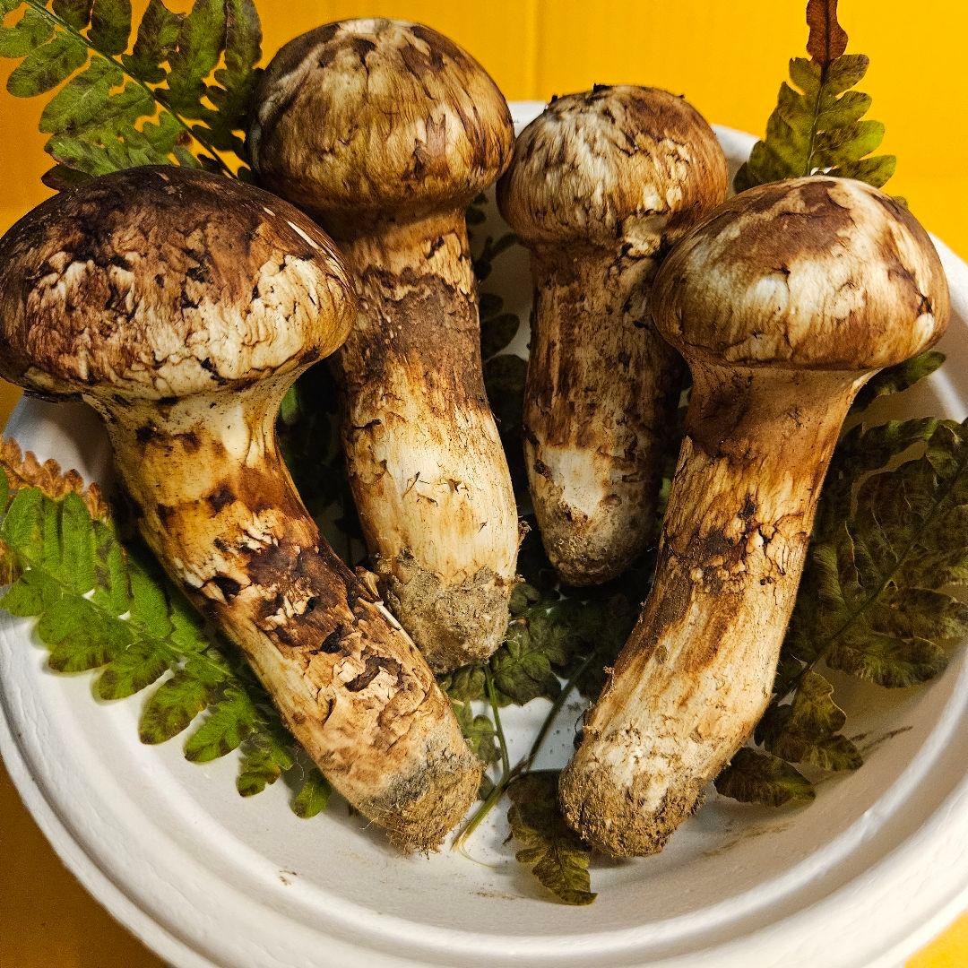 岩手県産松茸 152g