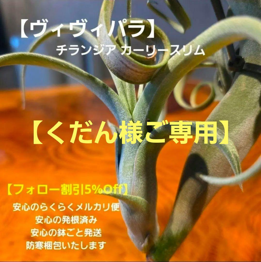珍品！親株はヴィヴィパラ 希少 チランジア エアープランツ【カーリースリム】