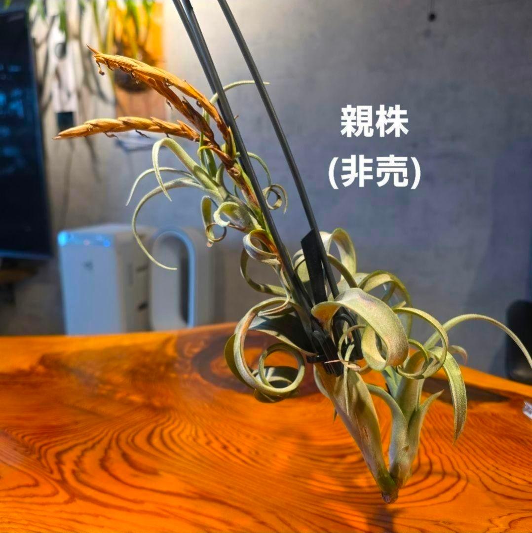 珍品！親株はヴィヴィパラ 希少 チランジア エアープランツ【カーリースリム】