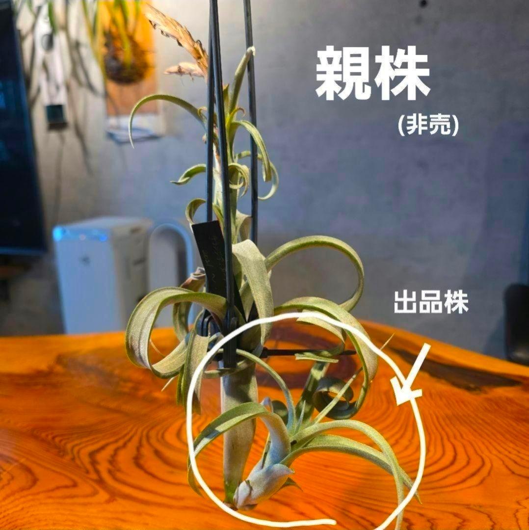 珍品！親株はヴィヴィパラ 希少 チランジア エアープランツ【カーリースリム】
