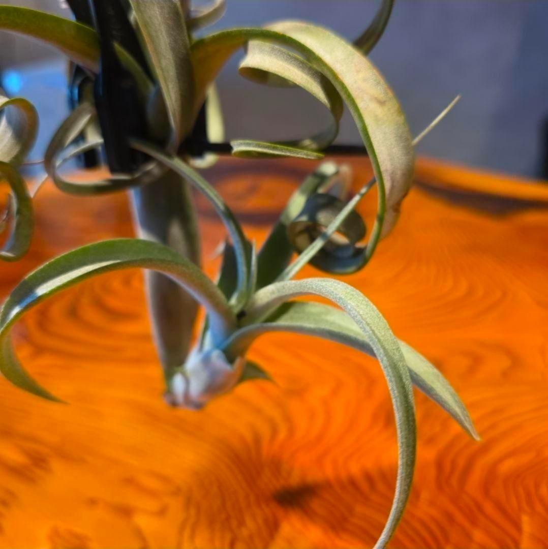 珍品！親株はヴィヴィパラ 希少 チランジア エアープランツ【カーリースリム】