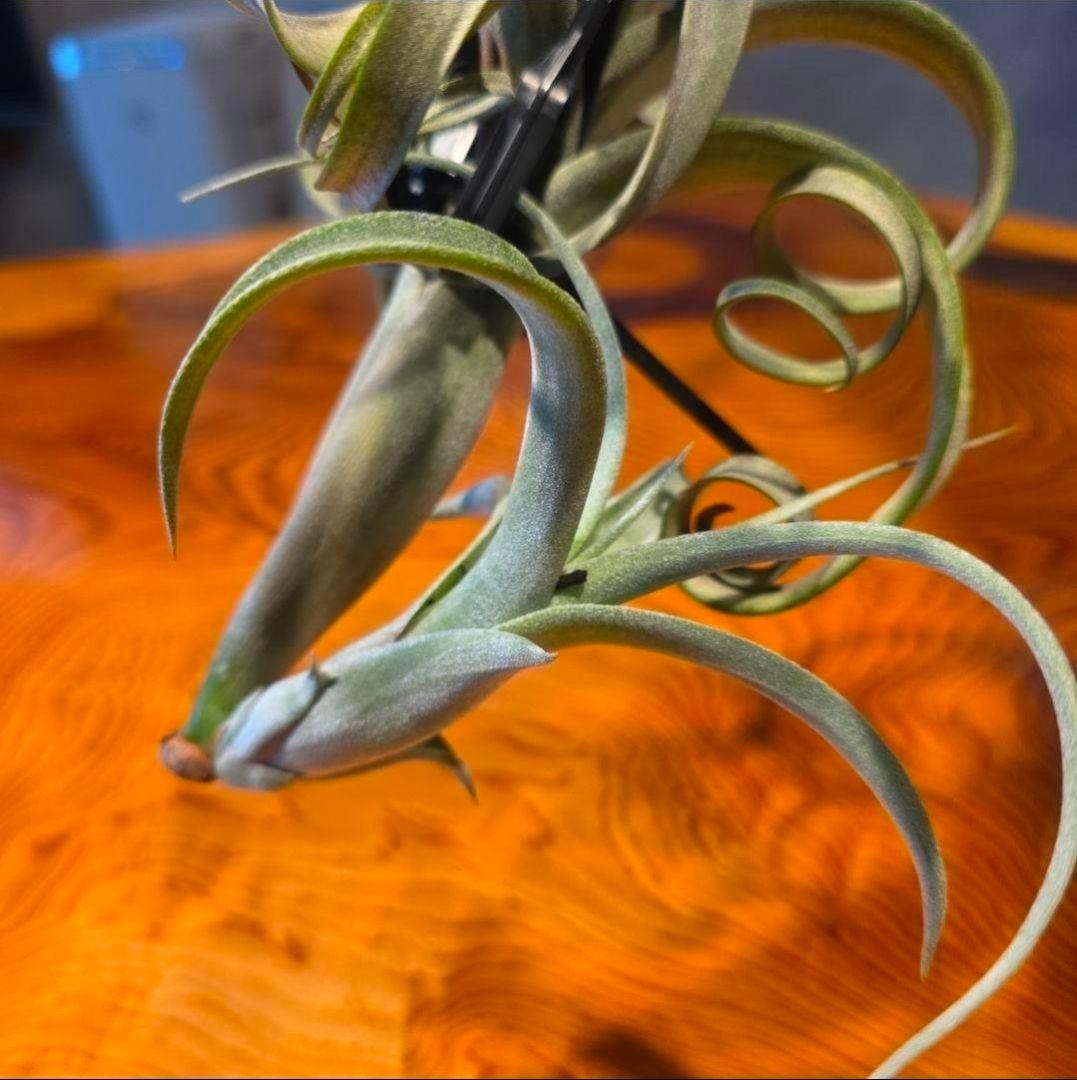珍品！親株はヴィヴィパラ 希少 チランジア エアープランツ【カーリースリム】