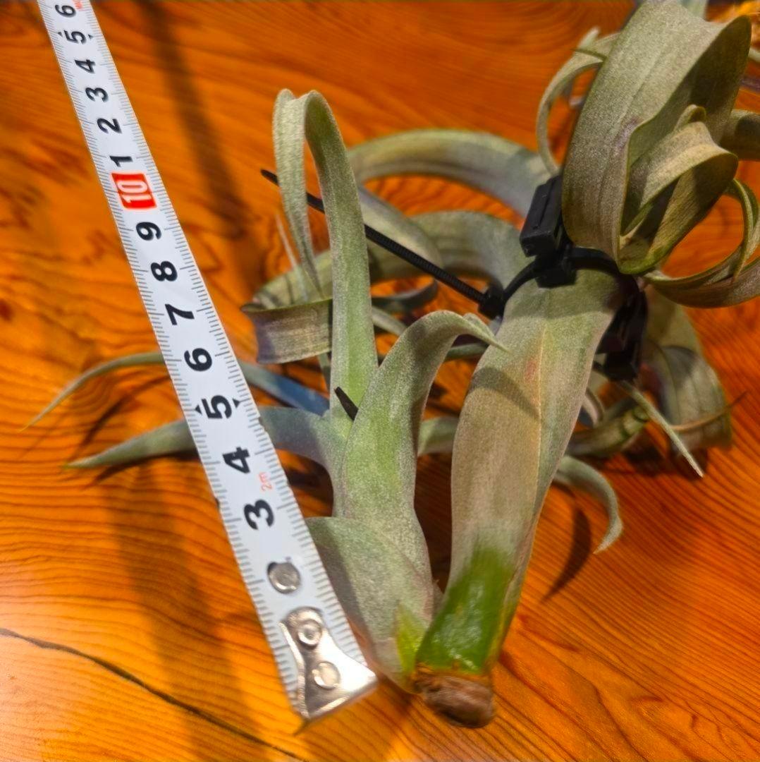 珍品！親株はヴィヴィパラ 希少 チランジア エアープランツ【カーリースリム】