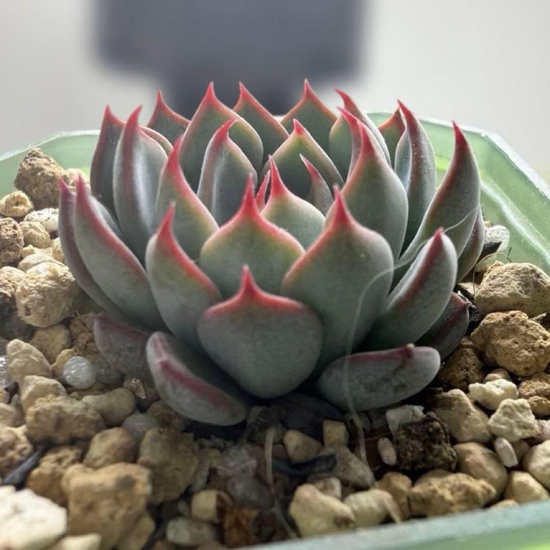 ゆきのん　速達！　‼︎レア苗‼︎ ザラゴーサspノバ　カキコ　多肉植物