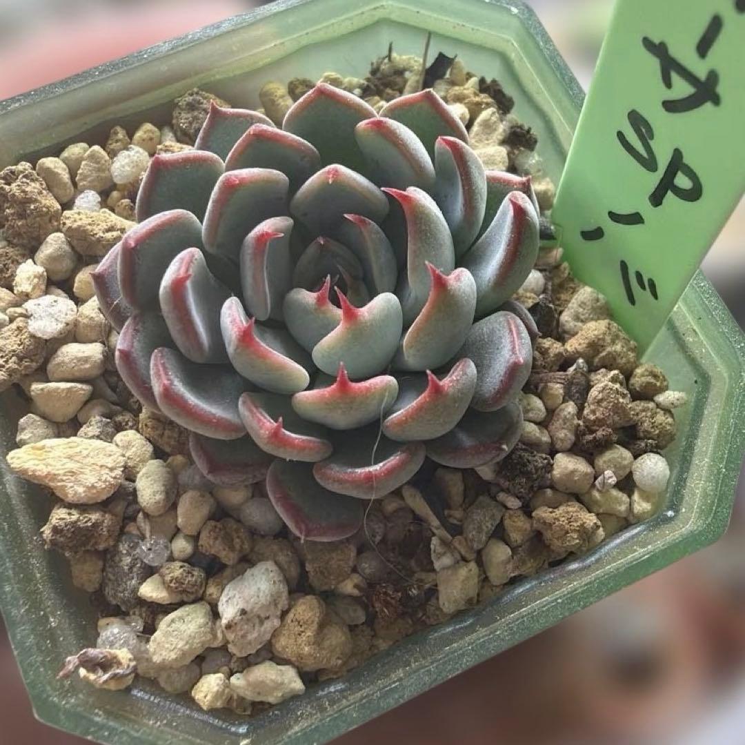 ゆきのん　速達！　‼︎レア苗‼︎ ザラゴーサspノバ　カキコ　多肉植物