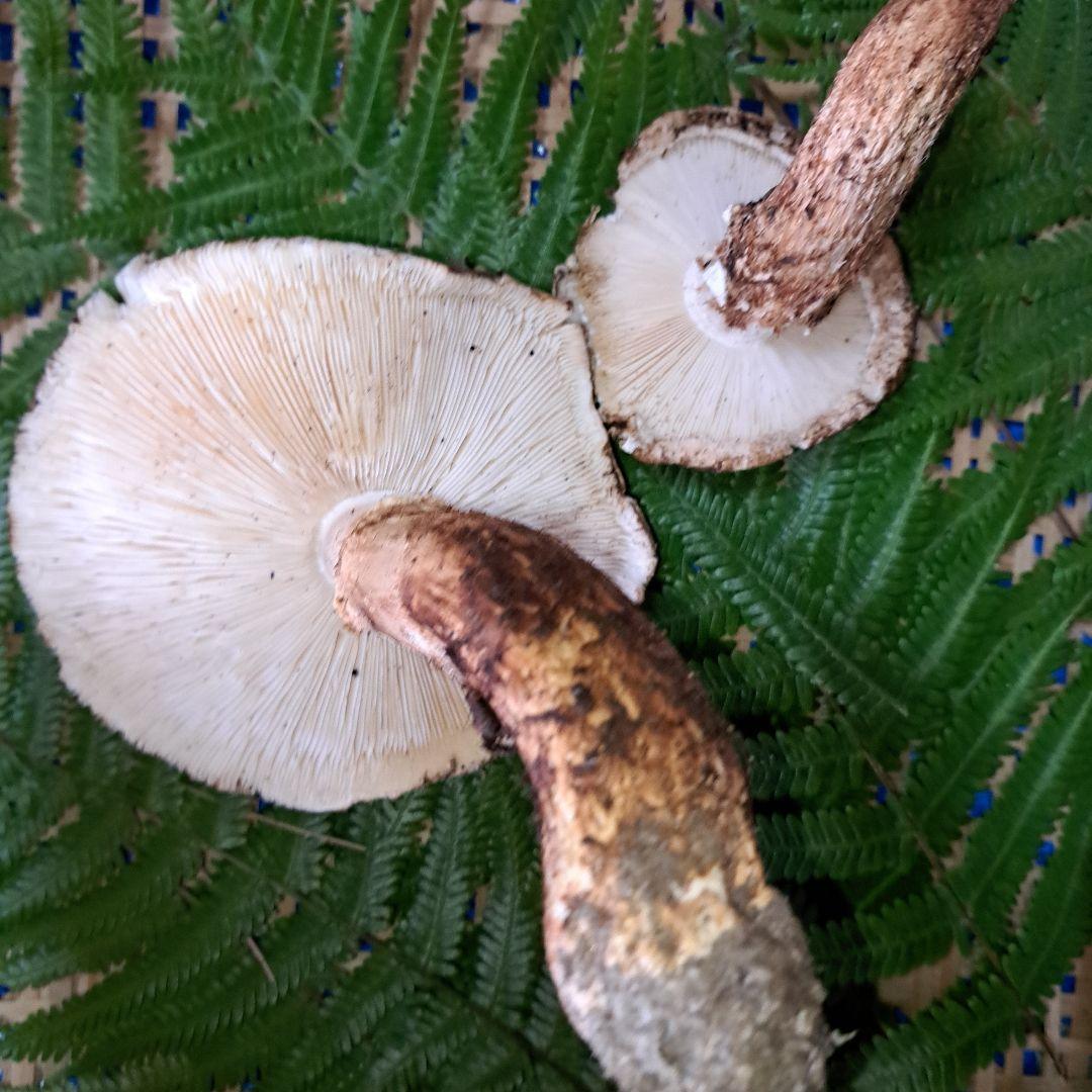 広島県産松茸　 207g