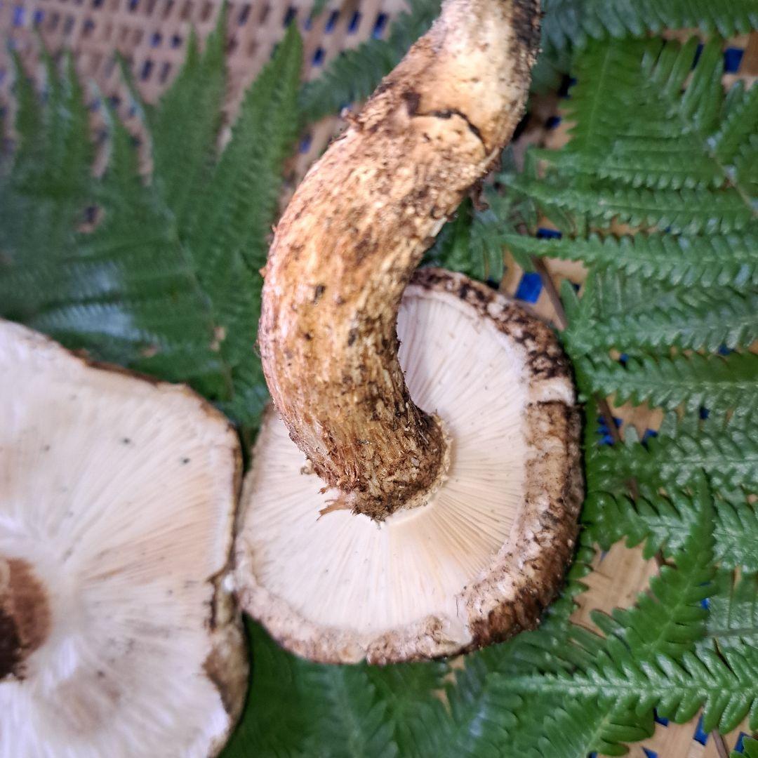 広島県産松茸　 207g