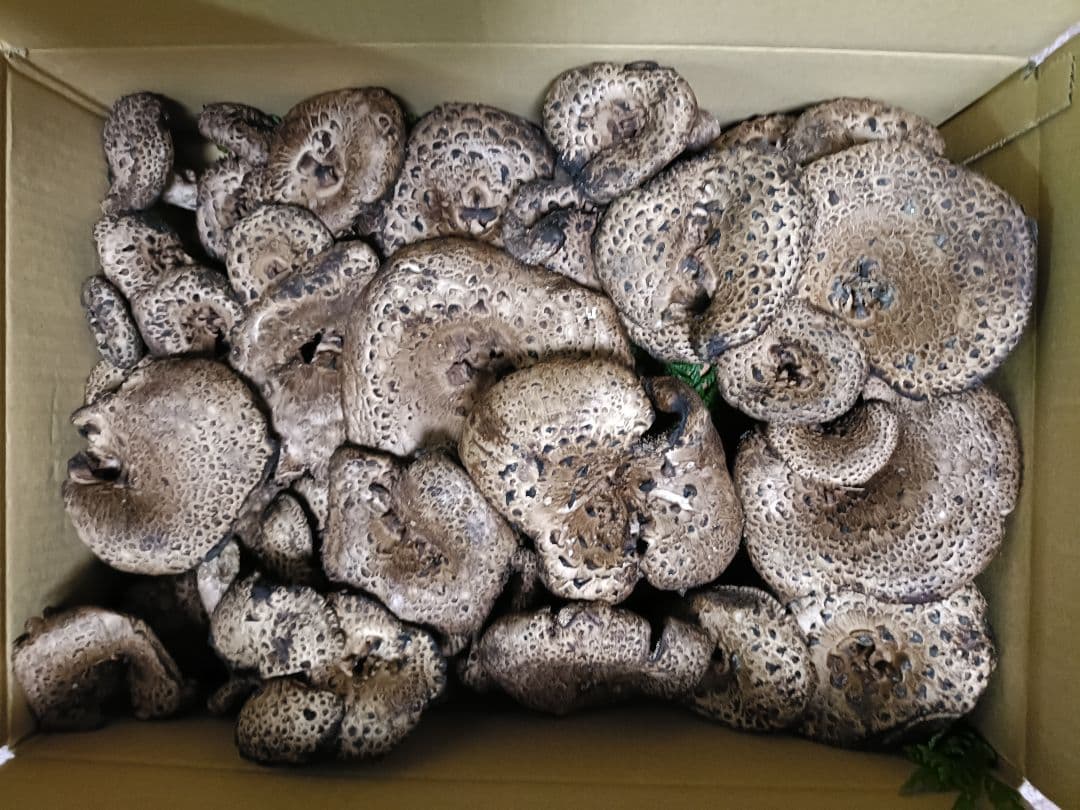 信州産香茸　クール便送料無料　 香茸　1kg　本日10/13 朝採れ