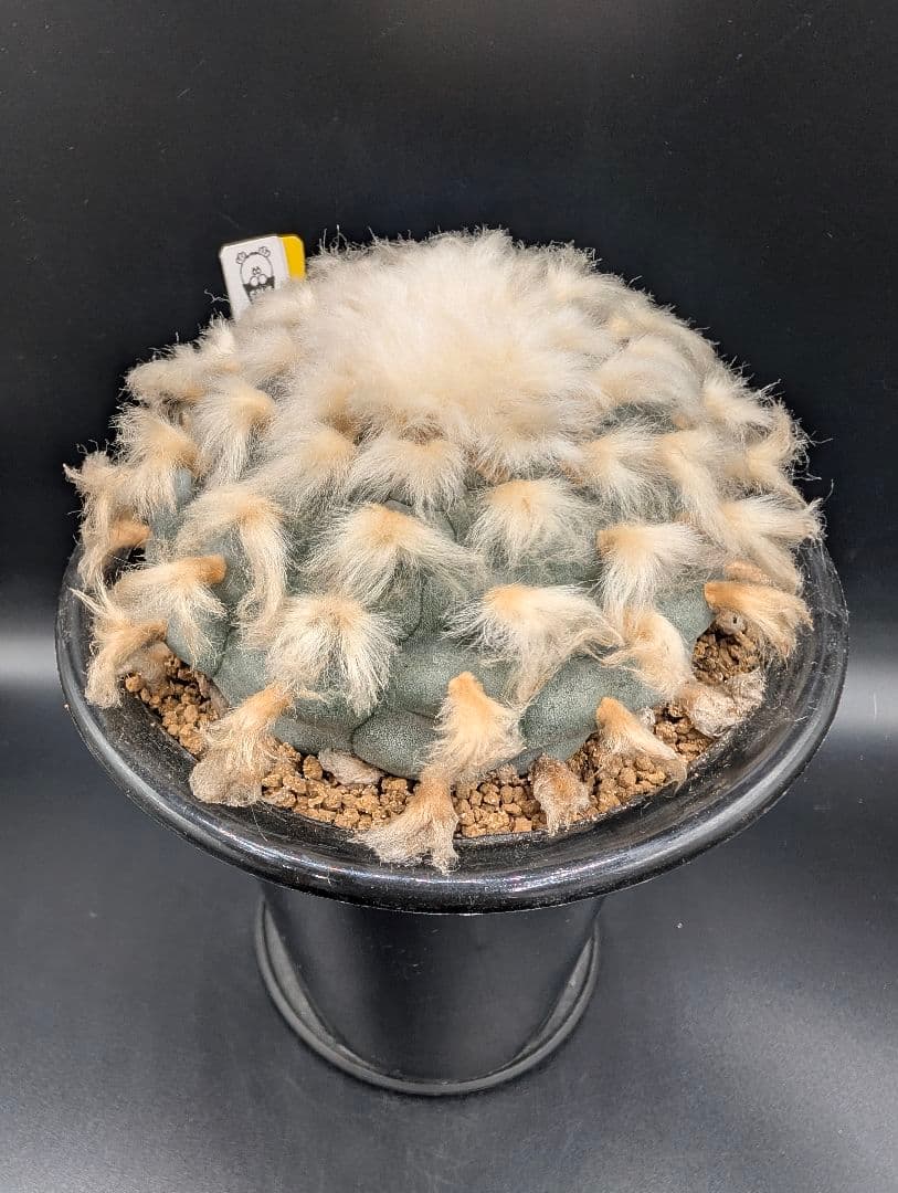 B*k様 ロホホラ 烏羽玉 鉢植え メルカリ便送料込み