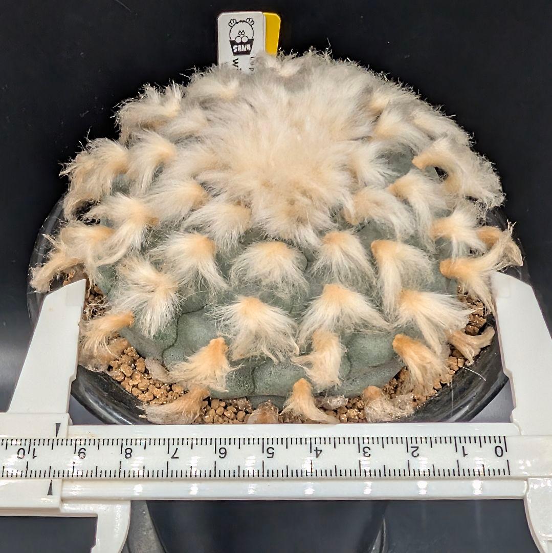 B*k様 ロホホラ 烏羽玉 鉢植え メルカリ便送料込み