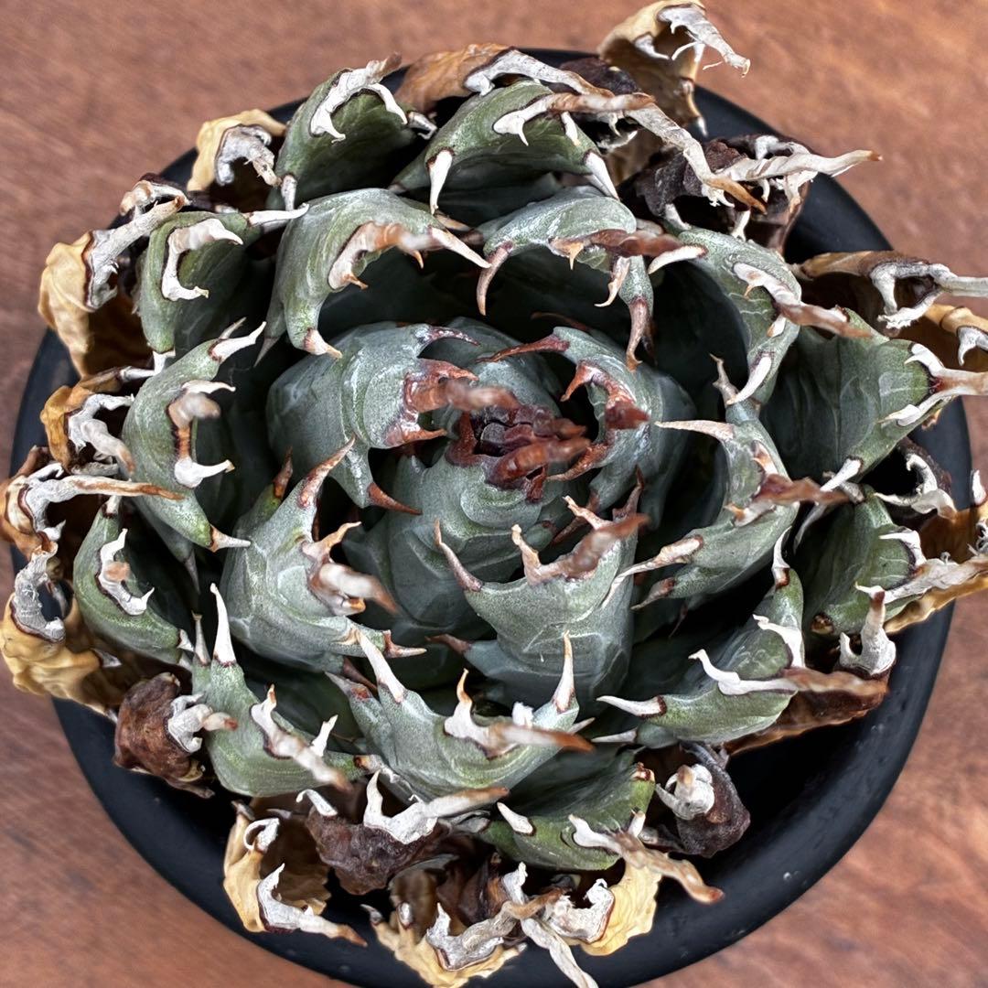 ★アガベ ユタエンシス エボリスピナ陽炎