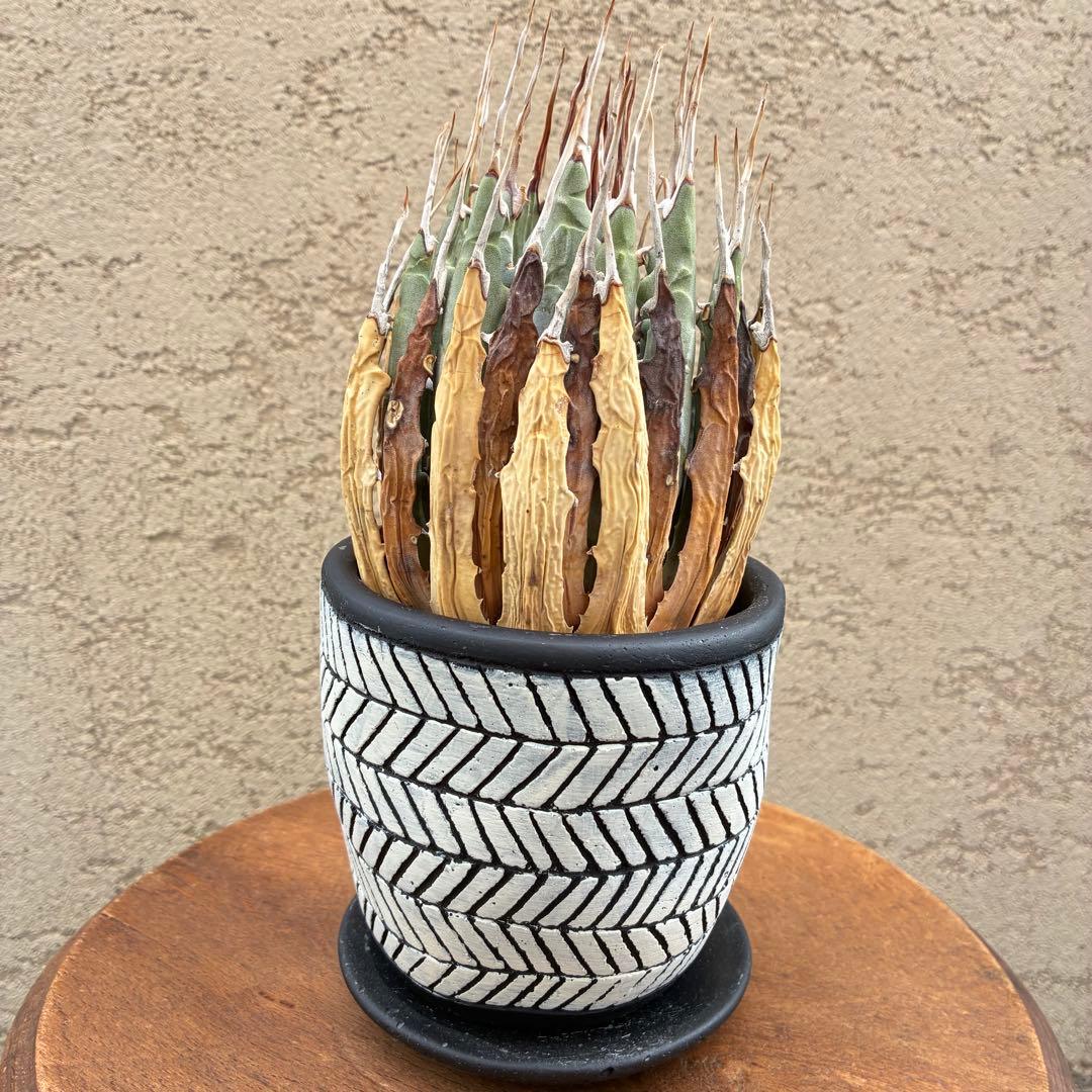 ★アガベ ユタエンシス エボリスピナ陽炎