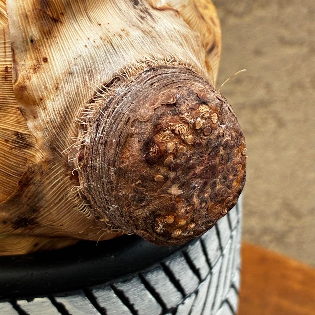 ★アガベ ユタエンシス エボリスピナ陽炎