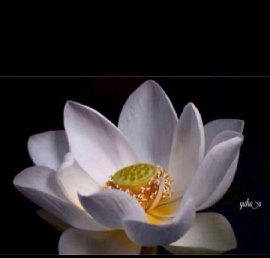 COACH長財布レインボーマルチカラーシグネチャーホワイト.白ストラップ付.新品