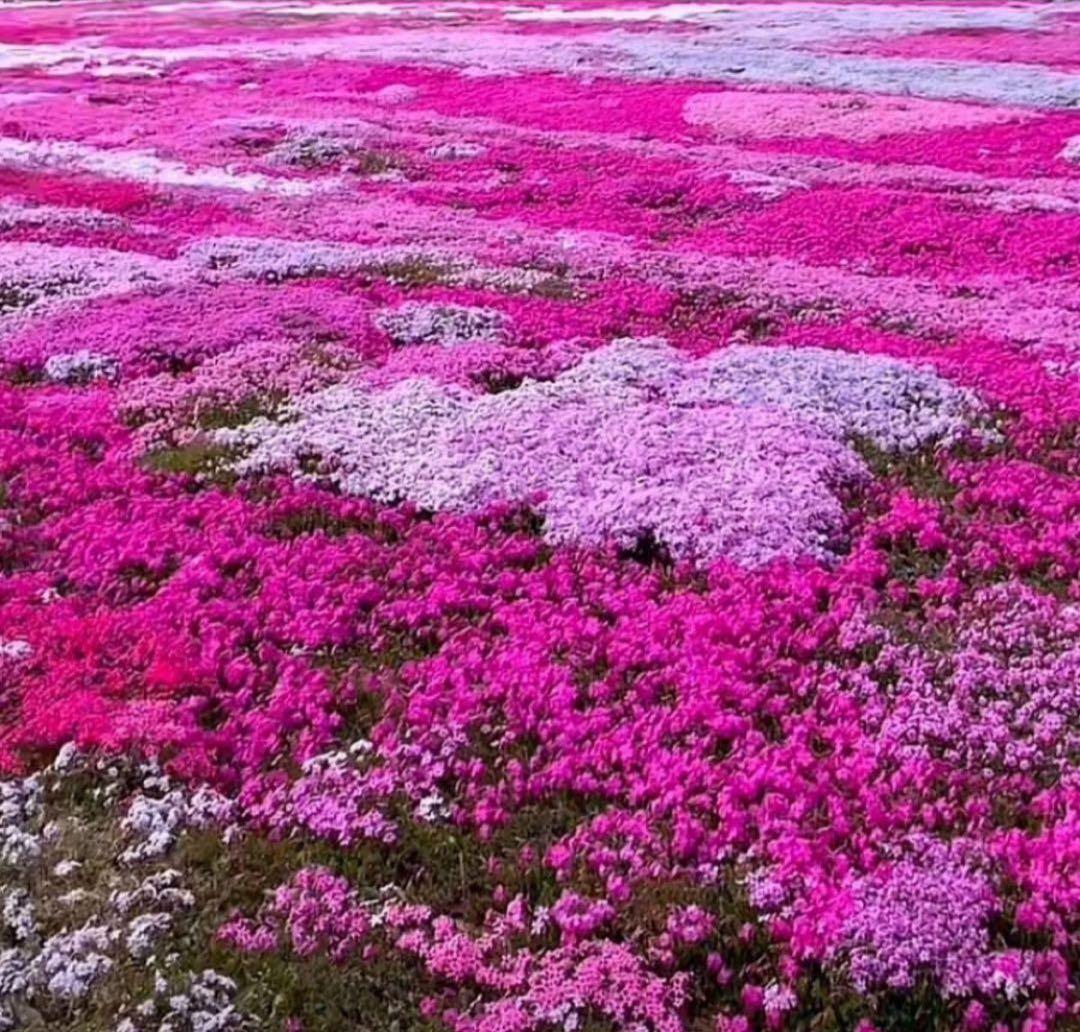 COACH長財布レインボーマルチカラーシグネチャーホワイト.白ストラップ付.新品