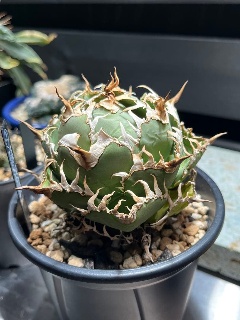 【特選】アガベ チタノタ フィリグリー　ボール型作り込み株　コレクション株