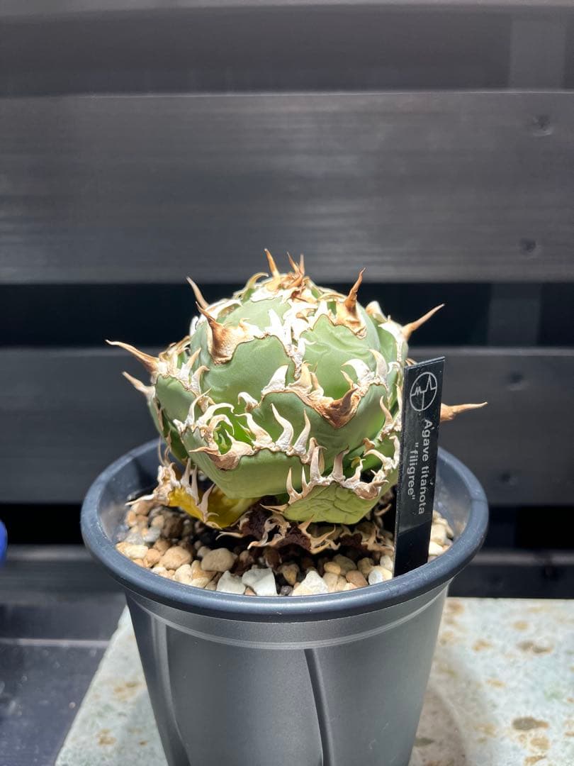 【特選】アガベ チタノタ フィリグリー　ボール型作り込み株　コレクション株