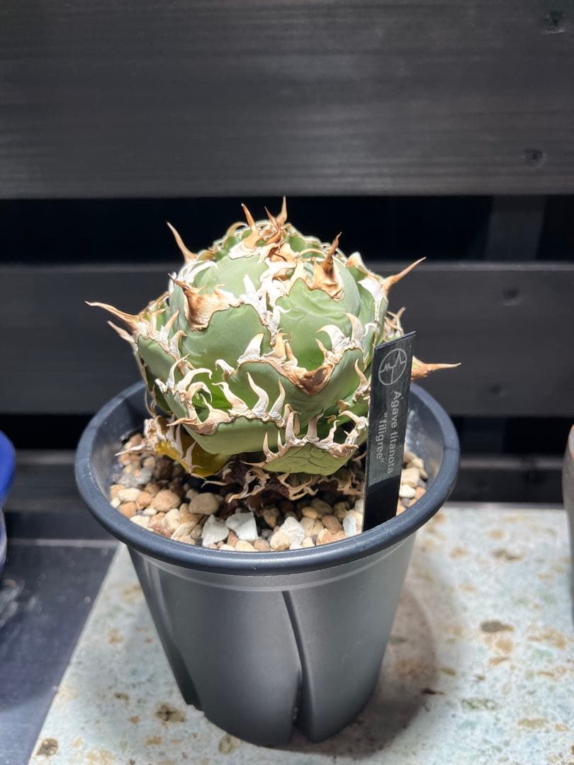 【特選】アガベ チタノタ フィリグリー　ボール型作り込み株　コレクション株