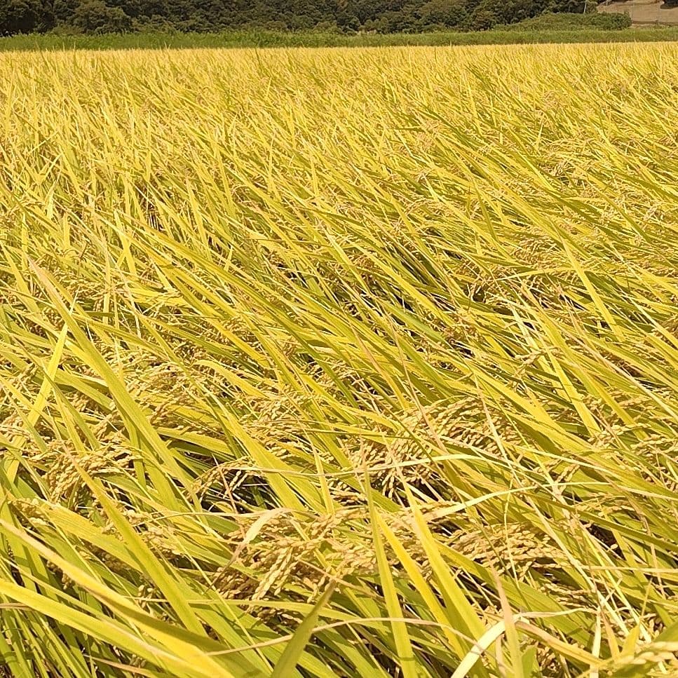 令和7年産 茨城県産 コシヒカリ 白米 精米代込み 10Kg 10キロ a