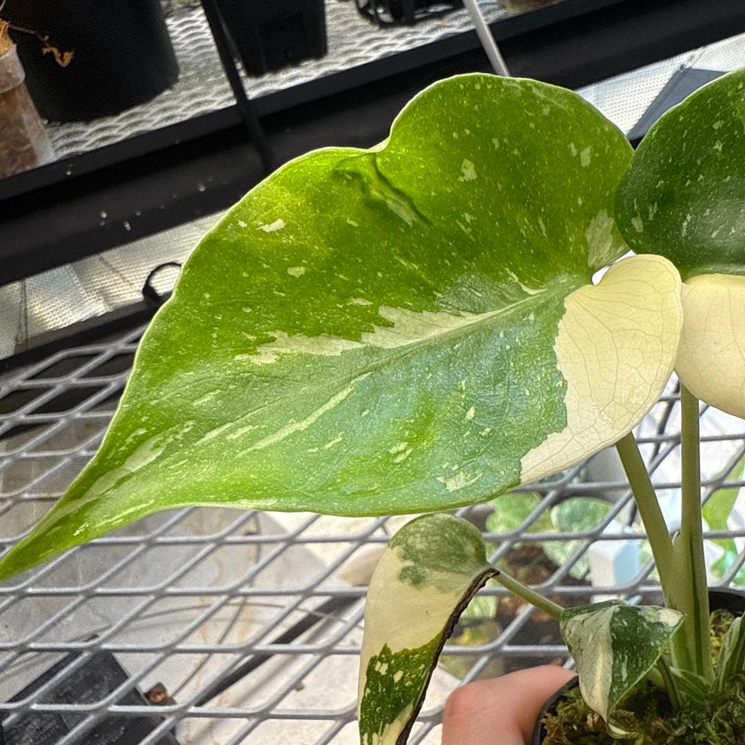 や*す様 極上 モンステラ メデューサ