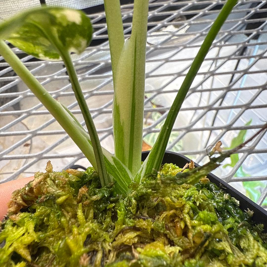 や*す様 極上 モンステラ メデューサ