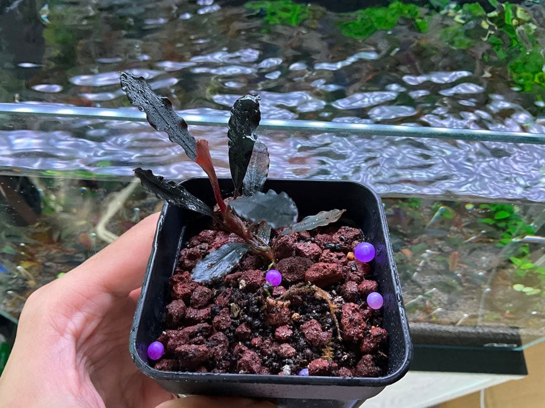 ブセファランドラ・ゴースト “ナカモト2011” 水上