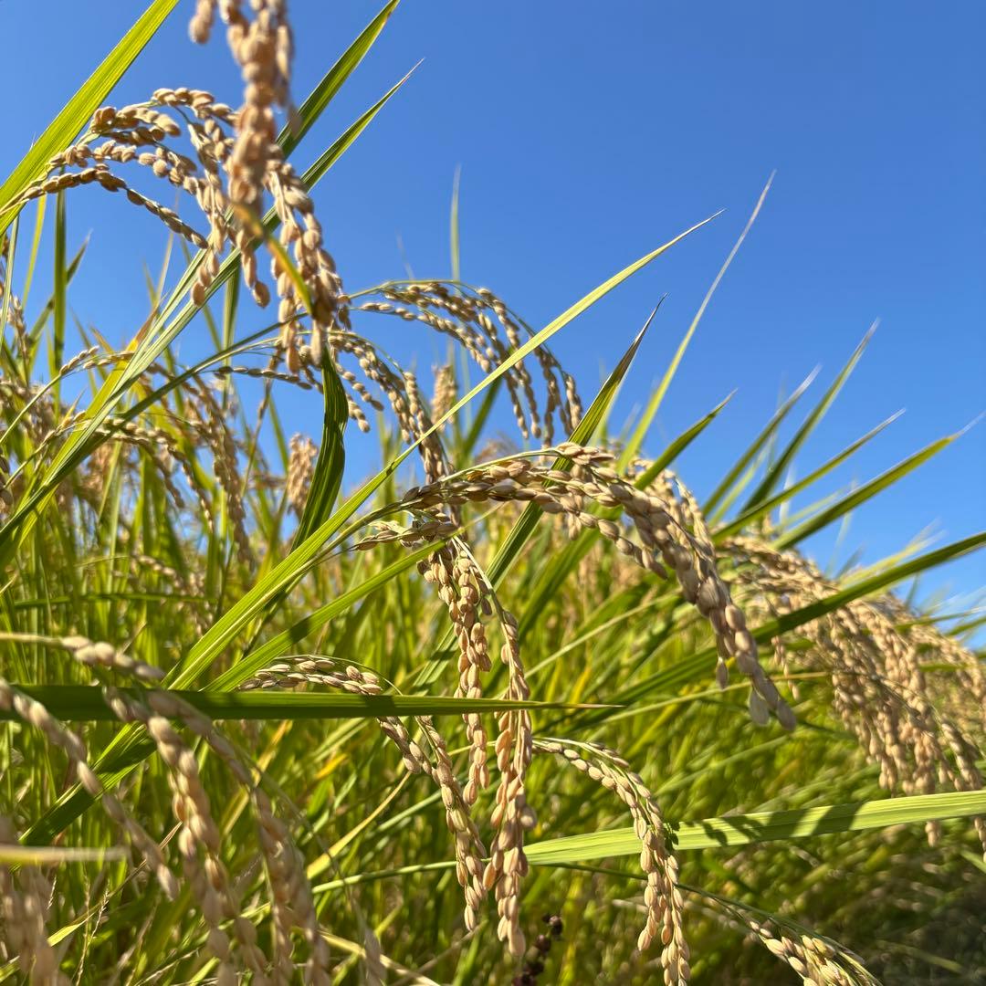 名倉穂　自然栽培　玄米　30kg