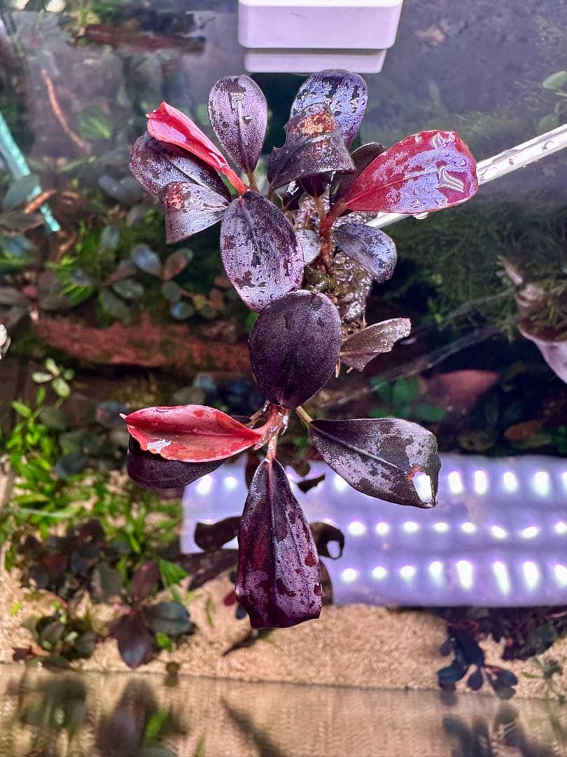 ブセファランドラsp.ヘレナ2013大株付き・活着済み