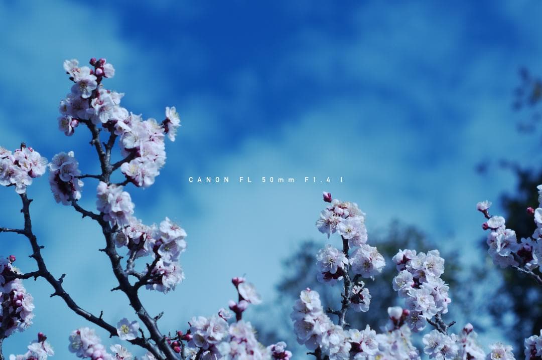 ★美品★ キャノン CANON FL 50mm F1.4 I 単焦点レンズ