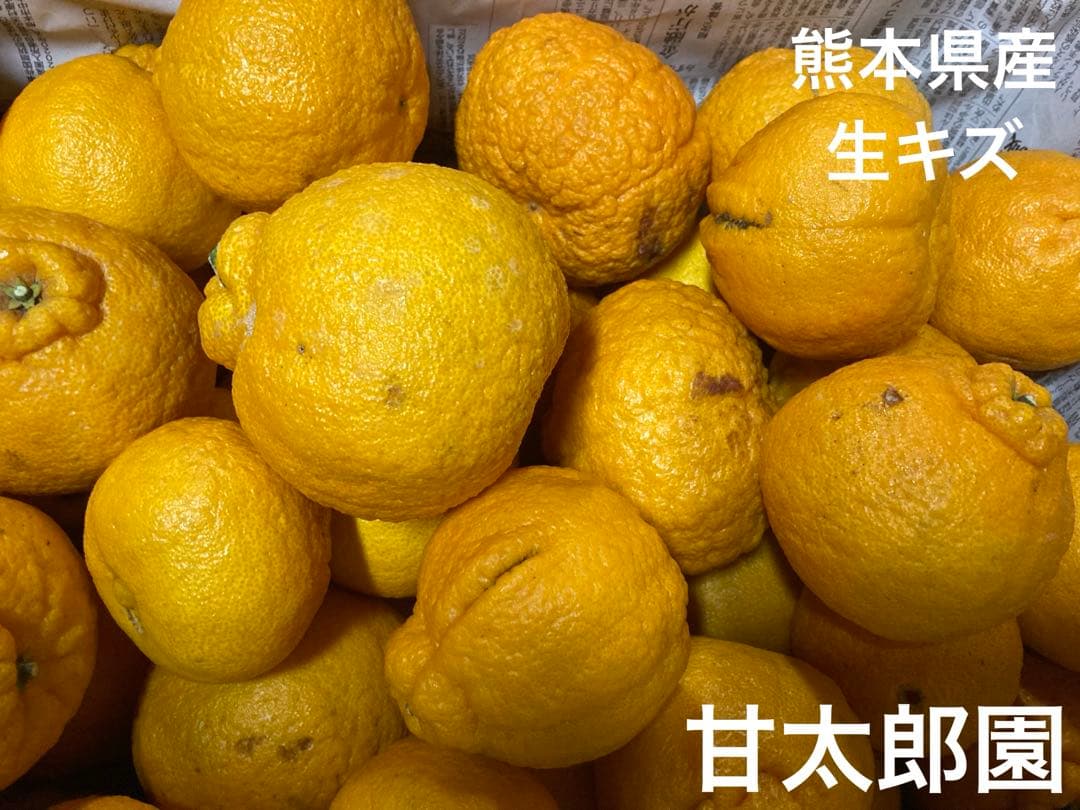 熊本県産　不知火（デコポン）下等級　生キズ　✖️2