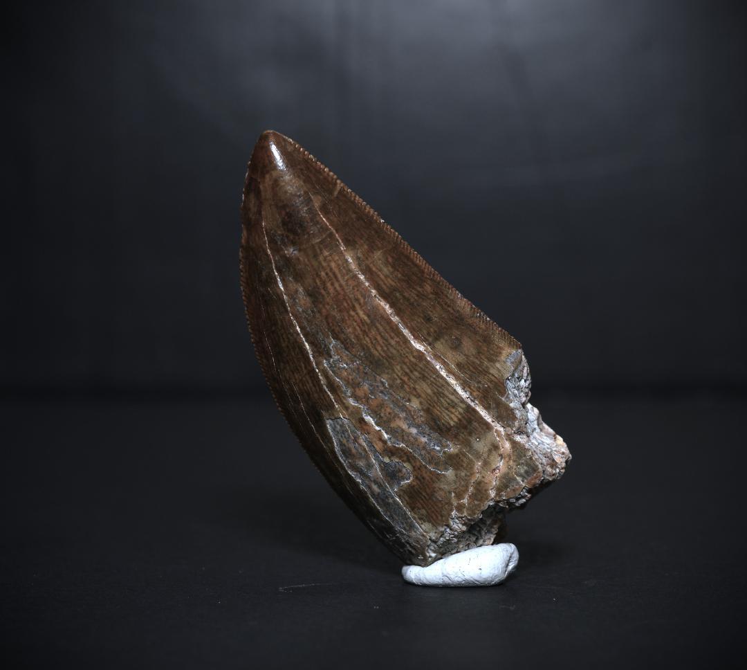 超絶希少！伝説的なギガノトサウルスの歯！　値段交渉可能