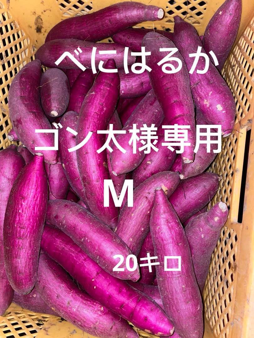ゴン太　M 20kg
